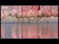Youtube Thumbnail Massive volcanoes & Flamingo colony - Wild South America - BBC