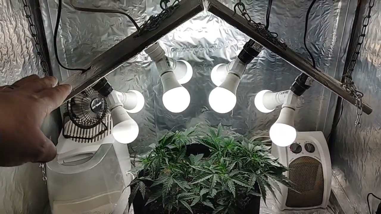 Dr Greenthumb -  Grape Gorilla Autoflower - week 5 