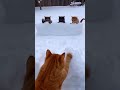 рыжик играет в снежки  #ии  #cat