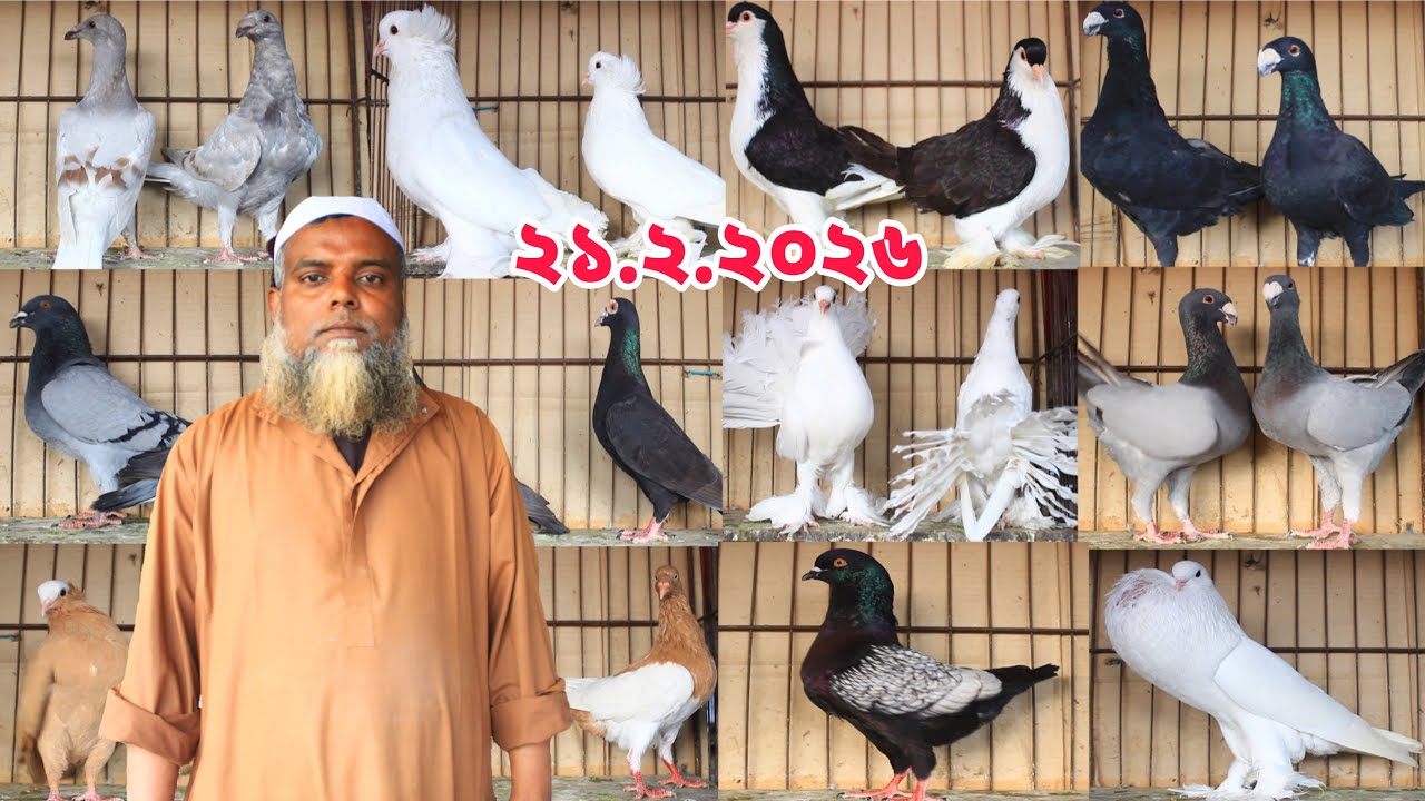 দামে কম মানে ভালো কম দামে কবুতর কিনুন ।। ভাইরাল ইউসুফ ভাই ২১।২।২০২৬