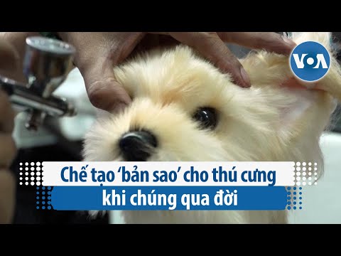 Video: Làm thế nào để nói nếu một con chó có ve