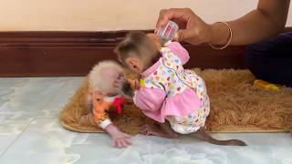 Rascal Yuri Scratching New Member Monkey Face Not Allow To Used Her Milk Bottle