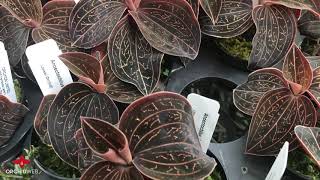 OrchidWeb - Anoectochilus chapaensis (Jewel Orchid)