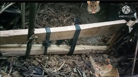 A simple, smart and effective way to trap mice-Cách bẫy chuột đơn giản, thông minh mà hiệu quả 2021