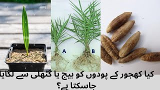 how to grow date tree from seeds. Date farming through seeds. Propagation of date palm