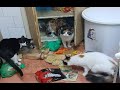 😺 Кто устроил беспорядок?! 🐈 Смешное видео с котами и котятами для хорошего настроения! 😸