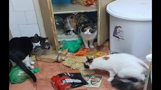 😺 Who made the mess?! 🐈 Funny video with cats and kittens for a good mood! 😸