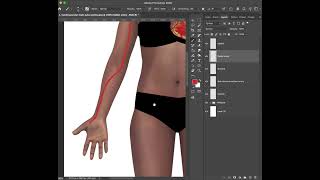 Adding the radial artery using the Photoshop Pen Tool screenshot 5