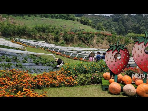 FLOWER & STRAWBERRY FARM || MISTY RIDGE