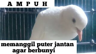 ternyata begini cara puter betina memanggil si jantan//puter albino@camatsuarachannel