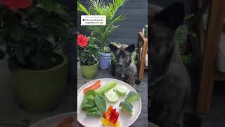Vegetables to NOT GIVE your dog! | #Shorts