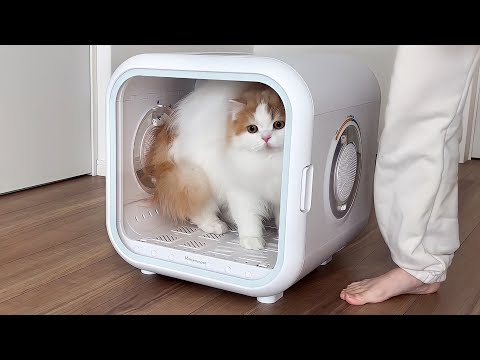 Pet Hair Dryer House Drybo Plus - YouTube