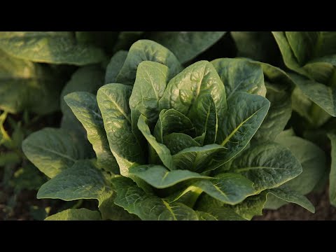 Видео: Лучший способ выращивания салата ромэн – советы по выращиванию салата ромэн
