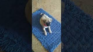 Sleepy Puppy's Quick Response When Mom Calls Her #shorts #puppylove #puppy #pug #puppydog #cutiepie