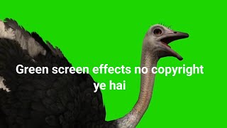 Green screen birds flying effect|ostrich birds effect|Choromakey effect|no copyright video