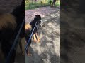 TIbetan Mastiff Barking On Comand