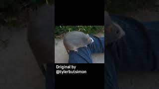 I put Robotnik's theme over a thicc rat. #shorts