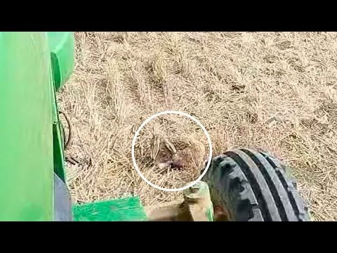 ¿Eres capaz de ver el animal escondido que está a punto de ser atropellado por este tractor?