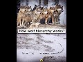 How wolf hierarchy works