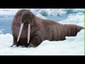 walrus roar