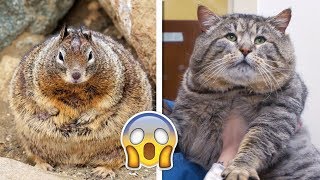 The World's Most Fat Animals! by Numan Gürsoy 4,518 views 5 years ago 8 minutes, 21 seconds