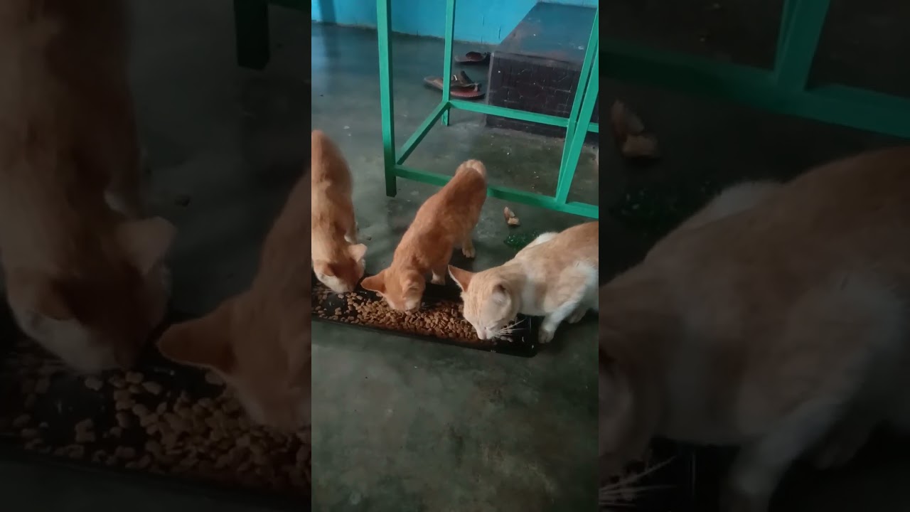 #catlove * #love #ytshortsvideo β€οΈβ€οΈβ€οΈ