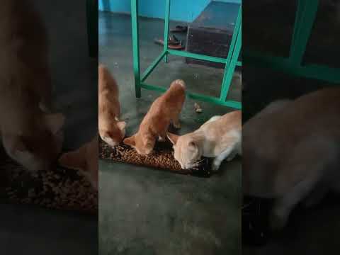 #catlove * #love #ytshortsvideo ❤️❤️❤️