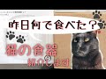 うちで使ってる猫のご飯用食器のご紹介