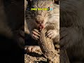 Le secret CHOC du Rat Kangourou ! 🐀