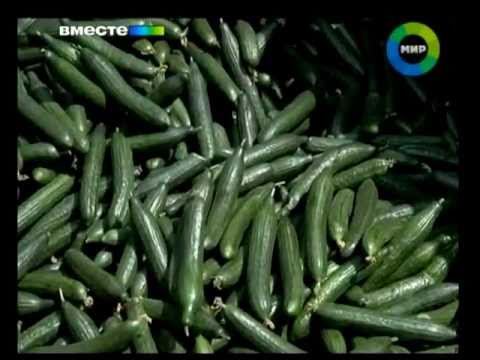 Video: E. Coli ինֆեկցիա համստերներում