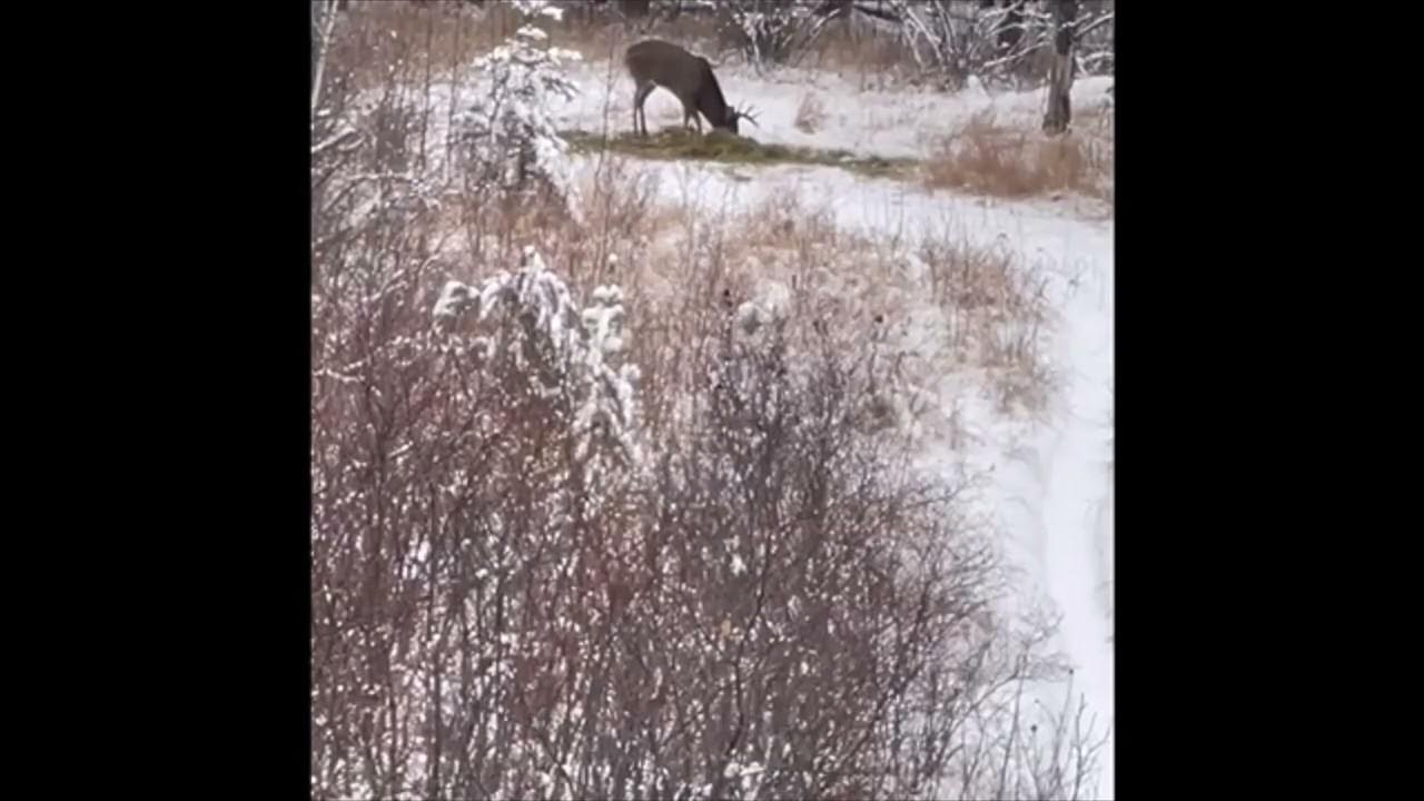 Saskatchewan 2021 whitetail hunt Makwa River Outfitters YouTube