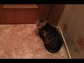 Бенгальская кошка открывает дверь