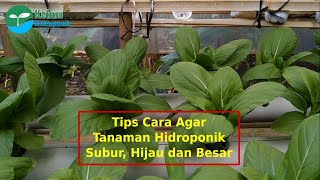 Tips agar tanaman hidrponik pakcoy tumbuh subur, hijau, besar dan cepat panen | hidroponik sederhana