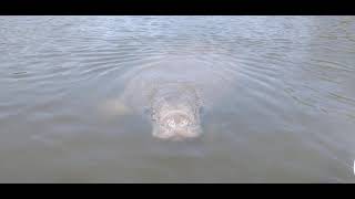 Nose-to-Nose with a Manatee!!