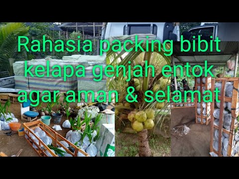 Video: Mengapa Tablet Bibit Kelapa Bagus?