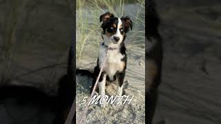 Toy Australian Shepherd - 2 Months Old Puppy to 1 Year Adult Dog Transformation