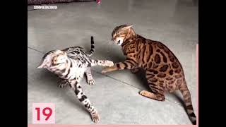 These cats are pure evil. funny cats complication (2021)
