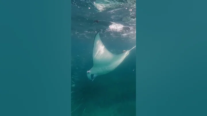 Love swimming with mantra rays. What do you think of them? #foryourpage #youtubeshorts #shorts
