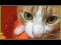猫が避難訓練！〜地震に備え、飼い主 自作の防災グッズに猫が入る！？【ネコのマック】　-  Cute Cat Mac which does a fire drill. Cats for DIY.