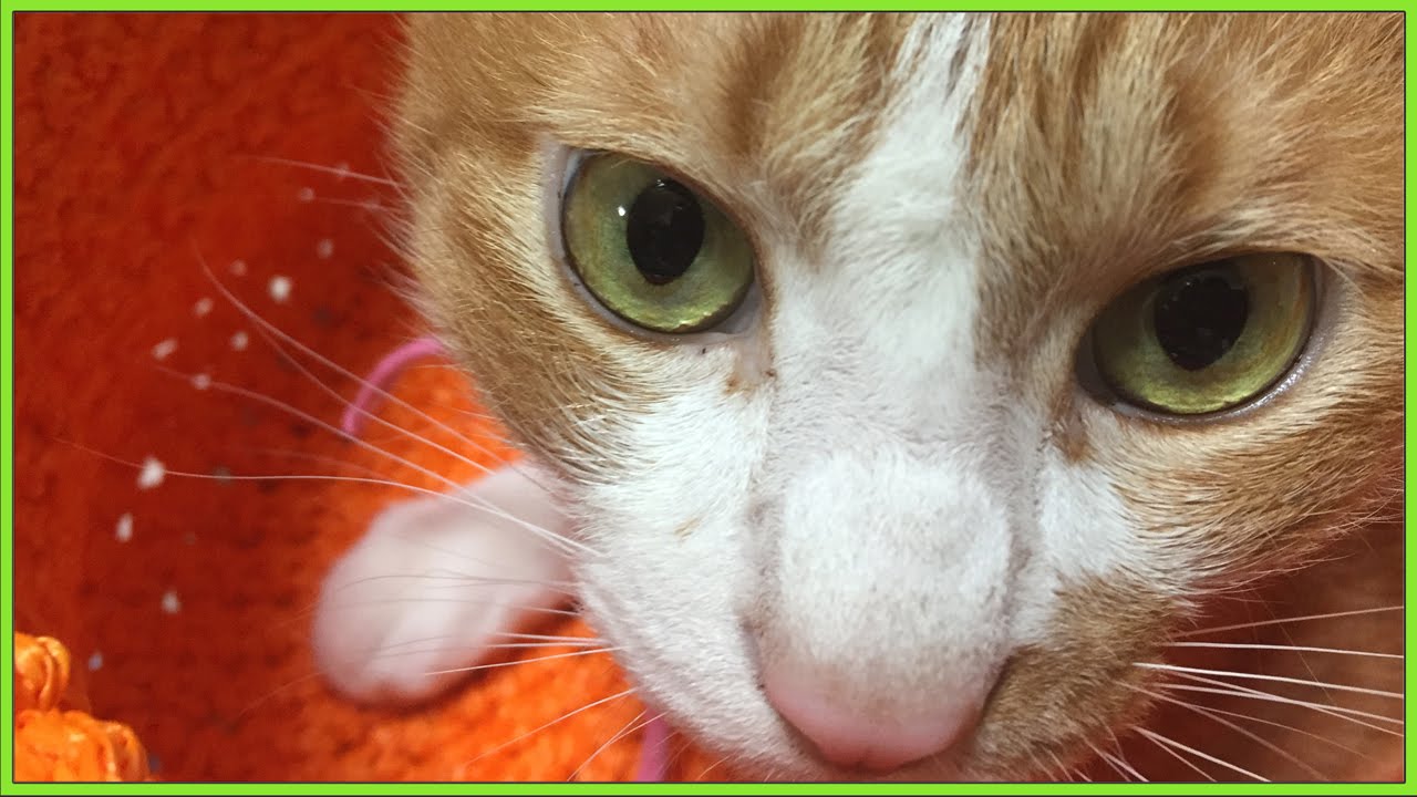 猫カフェ 横浜 猫が避難訓練！〜地震に備え、飼い主 自作の防災グッズに猫が入る！？【ネコのマック】　- Cute Cat Mac which does a fire drill. Cats for DIY.