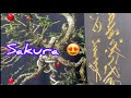 Bonsai Sakura Mikro || Cherry Blossom Bonsai