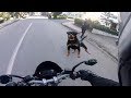 Angry Dogs Vs BIKERS 🌟 DOGS ATTACKED MOTORCYCLE [Ep #02] 🌟 BEST Compilation 2017