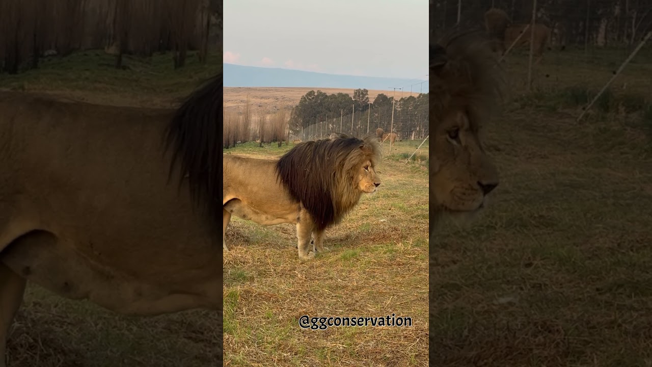 Love thy neighbour… said no lion ever.. 