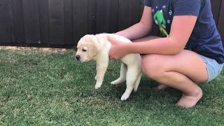 Sapphire - FEMALE Lab Puppy Temperament Test