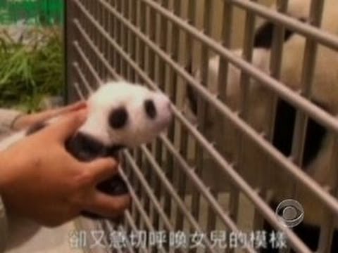 Video: Pet Scoop: Bo Obama Menjadi Bintang Instagram, Panda Cub Taiwan Bersatu Kembali Dengan Ibu