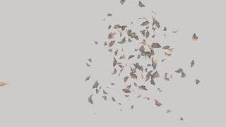 Blender: Beginner Butterfly Simulation