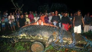 Lolong The Worlds Largest Crocodile Found In The Philippines