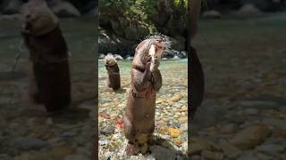 Они Едят Много Рыбы Каждый День😋😋 #Shorts #Aty #Otter #Watersausage