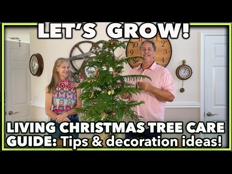 Video: Îngrijirea unui pom de Crăciun viu în casa ta - Îngrijirea bradului de Crăciun