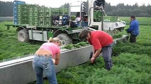 Sroka Harvesting Herbs 30 sec